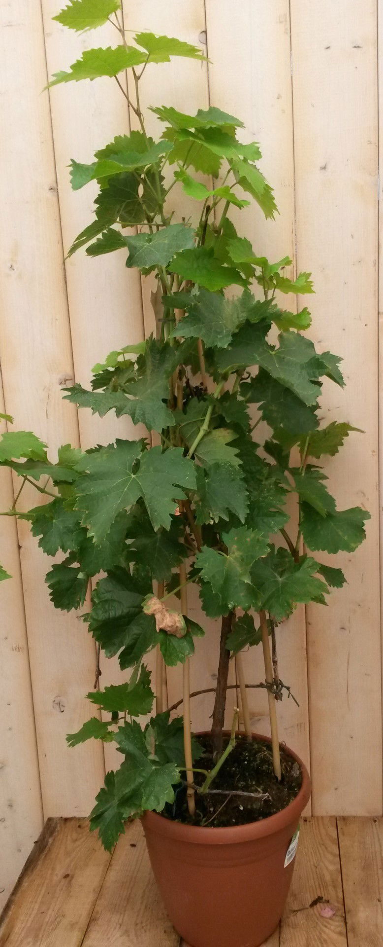 Warentuin natuurlijk Druifstruik 60 cm - 
