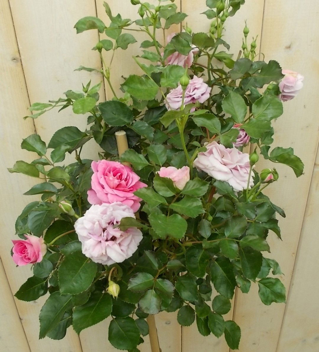 https://cdn.warentuin.nl/media/catalog/product/1/7/1728149900041657_2_warentuin_vaste_plant_stamroos_100_cm_roze_vaste_plant_1_6bdd.jpg