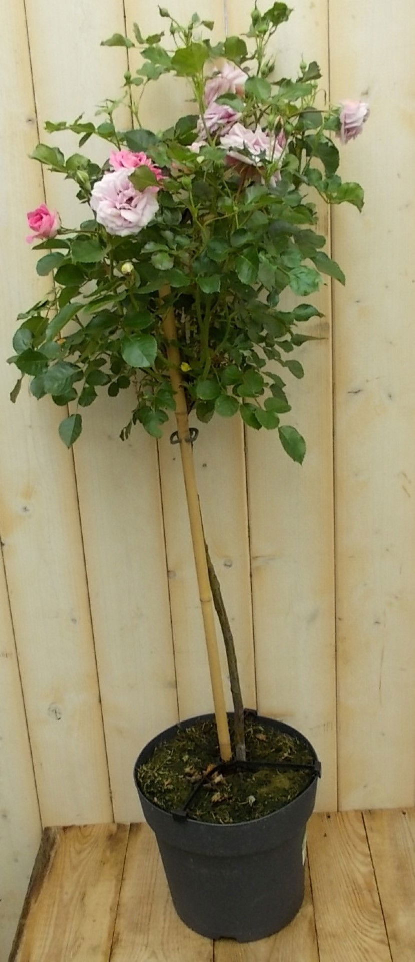 https://cdn.warentuin.nl/media/catalog/product/1/7/1728149900041657_warentuin_vaste_plant_stamroos_100_cm_roze_vaste_plant_1_557a.jpg
