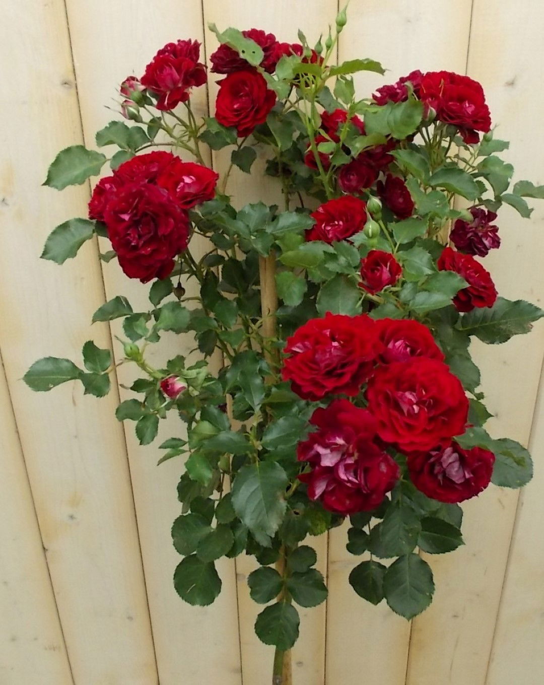 https://cdn.warentuin.nl/media/catalog/product/1/7/1728149900041658_2_warentuin_vaste_plant_stamroos_100_cm_rood_vaste_plant_1_f1bb.jpg