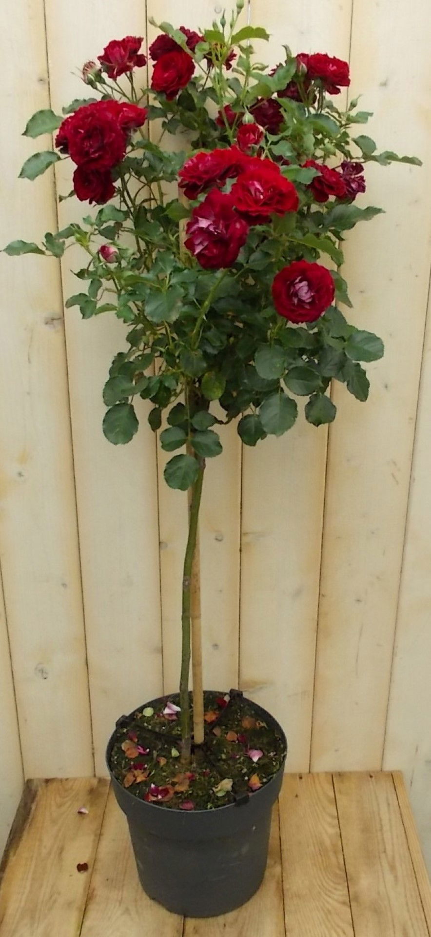 https://cdn.warentuin.nl/media/catalog/product/1/7/1728149900041658_warentuin_vaste_plant_stamroos_100_cm_rood_vaste_plant_1_c0a2.jpg