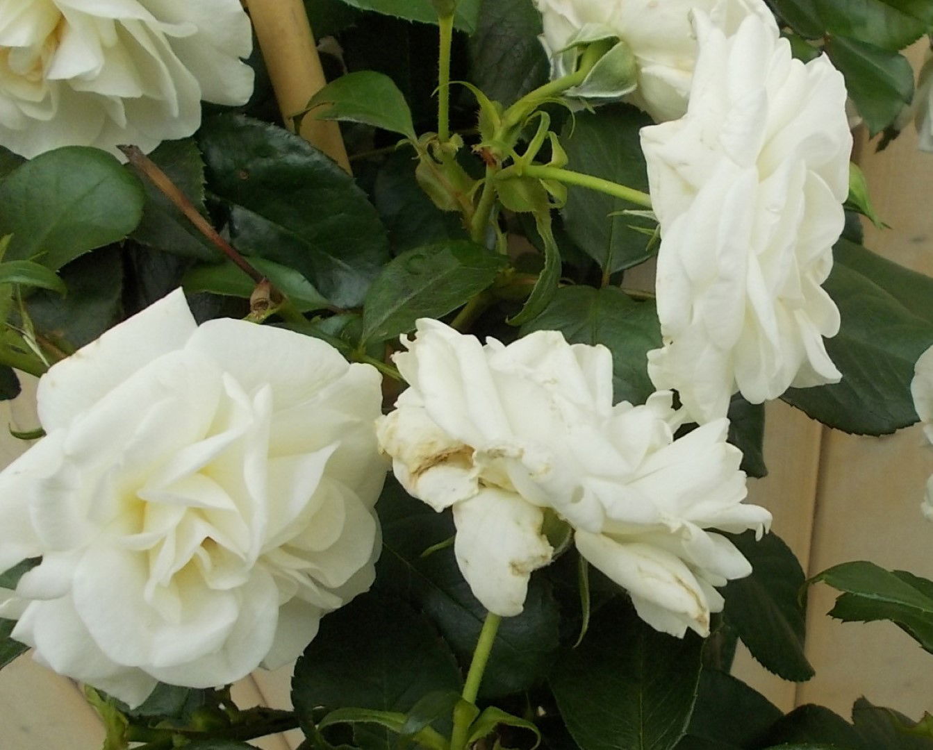 https://cdn.warentuin.nl/media/catalog/product/1/7/1728149900041659_2_warentuin_vaste_plant_stamroos_100_cm_wit_vaste_plant_1_6cc1.jpg