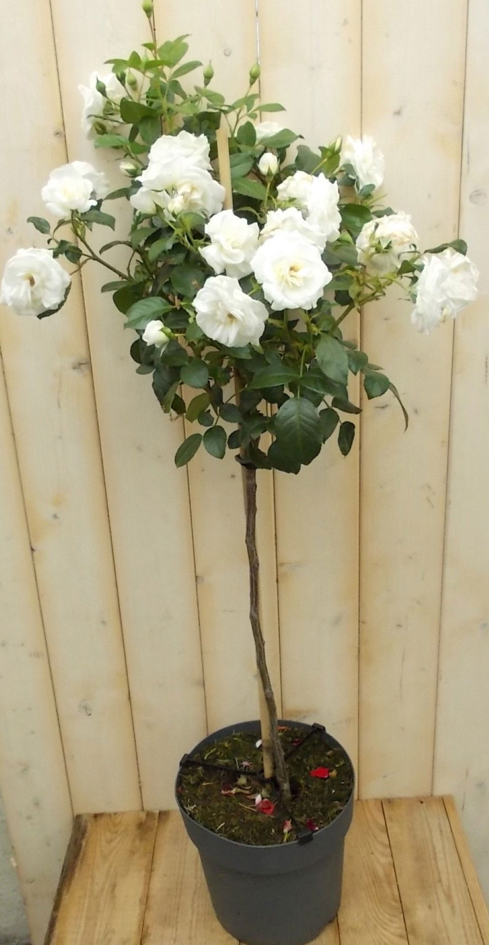 https://cdn.warentuin.nl/media/catalog/product/1/7/1728149900041659_warentuin_vaste_plant_stamroos_100_cm_wit_vaste_plant_1_d61c.jpg