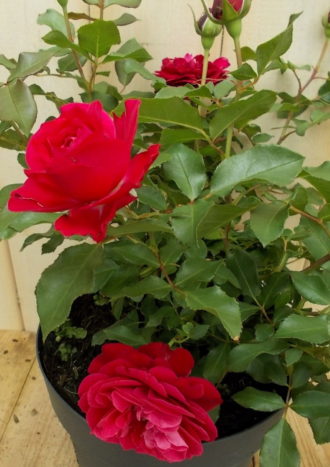 https://cdn.warentuin.nl/media/catalog/product/1/7/1728149900041661_2_warentuin_vaste_plant_struikroos_rood_vaste_plant_1_ade7.jpg