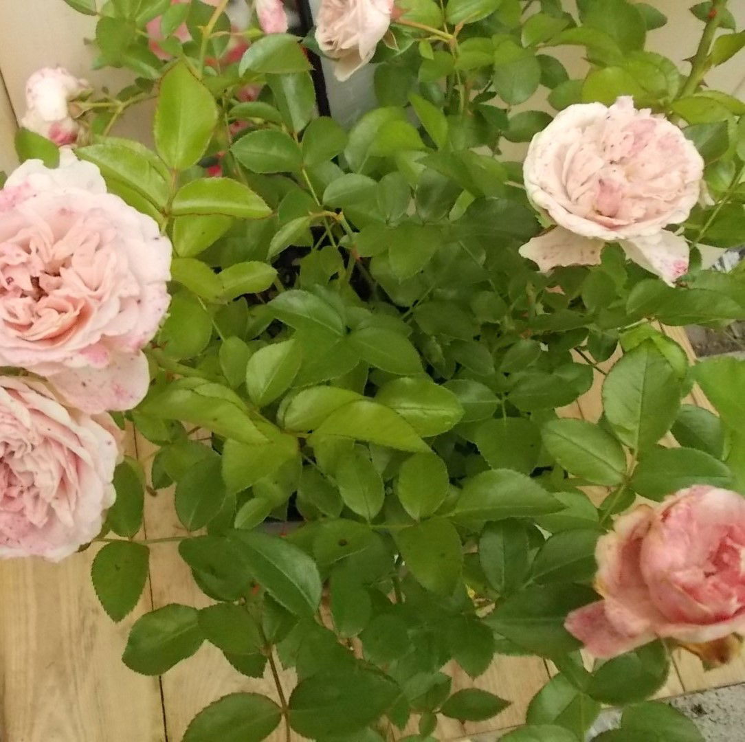 https://cdn.warentuin.nl/media/catalog/product/1/7/1728149900041662_2_warentuin_vaste_plant_struikroos_roze_vaste_plant_1_2a00.jpg