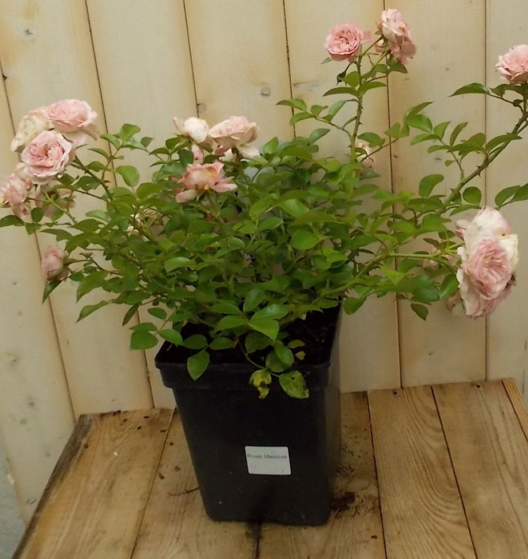 https://cdn.warentuin.nl/media/catalog/product/1/7/1728149900041662_warentuin_vaste_plant_struikroos_roze_vaste_plant_1_d1c3.jpg