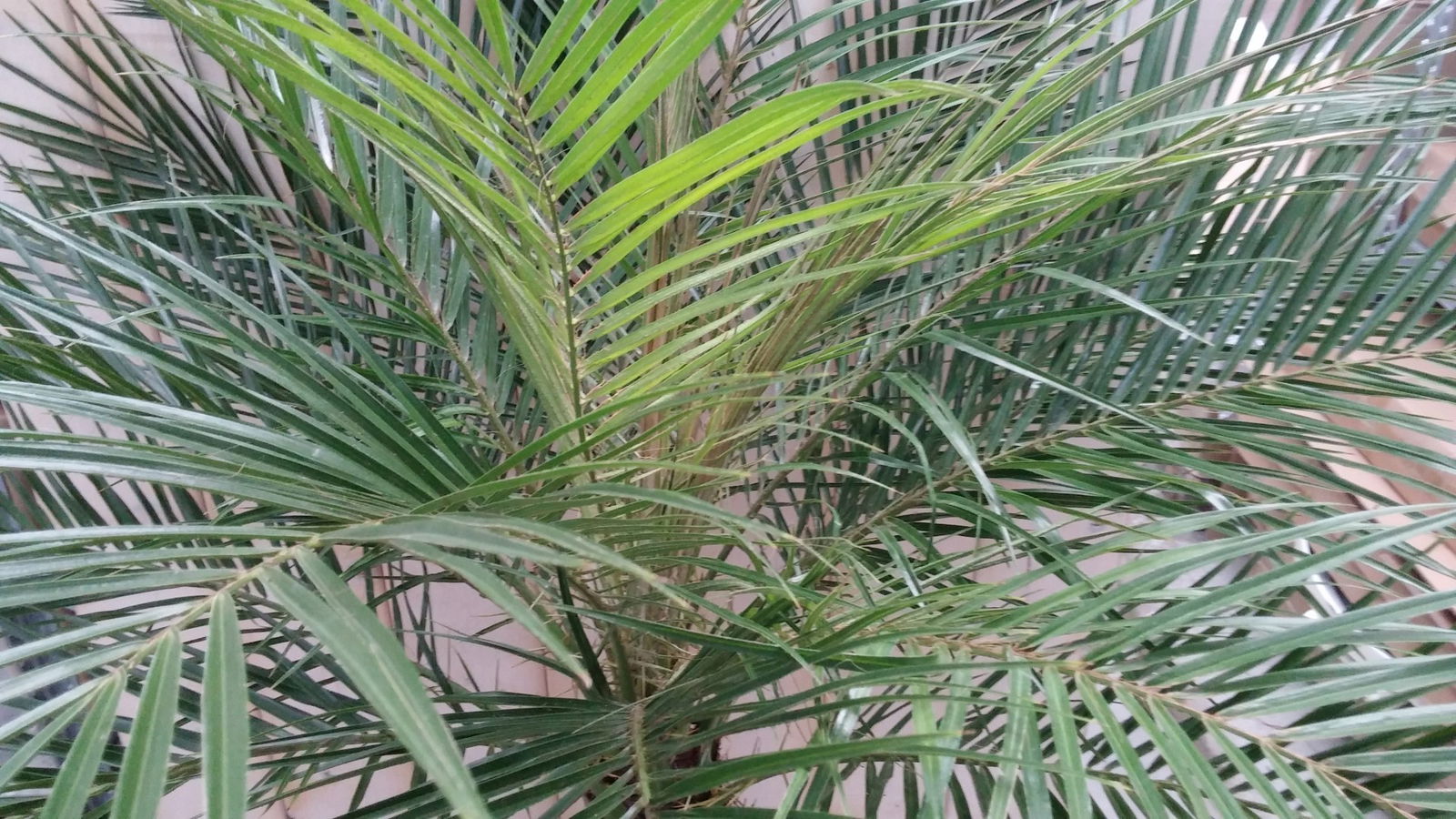 https://cdn.warentuin.nl/media/catalog/product/1/7/1728149900041805_2_warentuin_natuurlijk_palmboom_palmboom_150_cm_b040.jpg