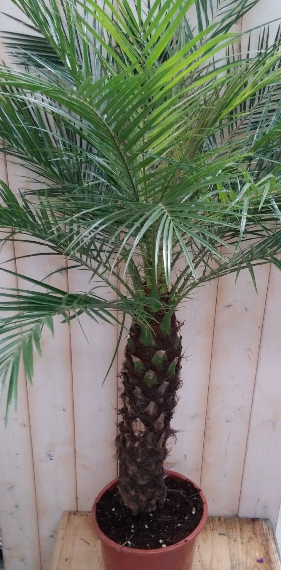 Phoenix Roebelenii Dwergdadelpalm Palmboom 120 cm (kan binnen en zomers buiten) - Warentuin Natuurli