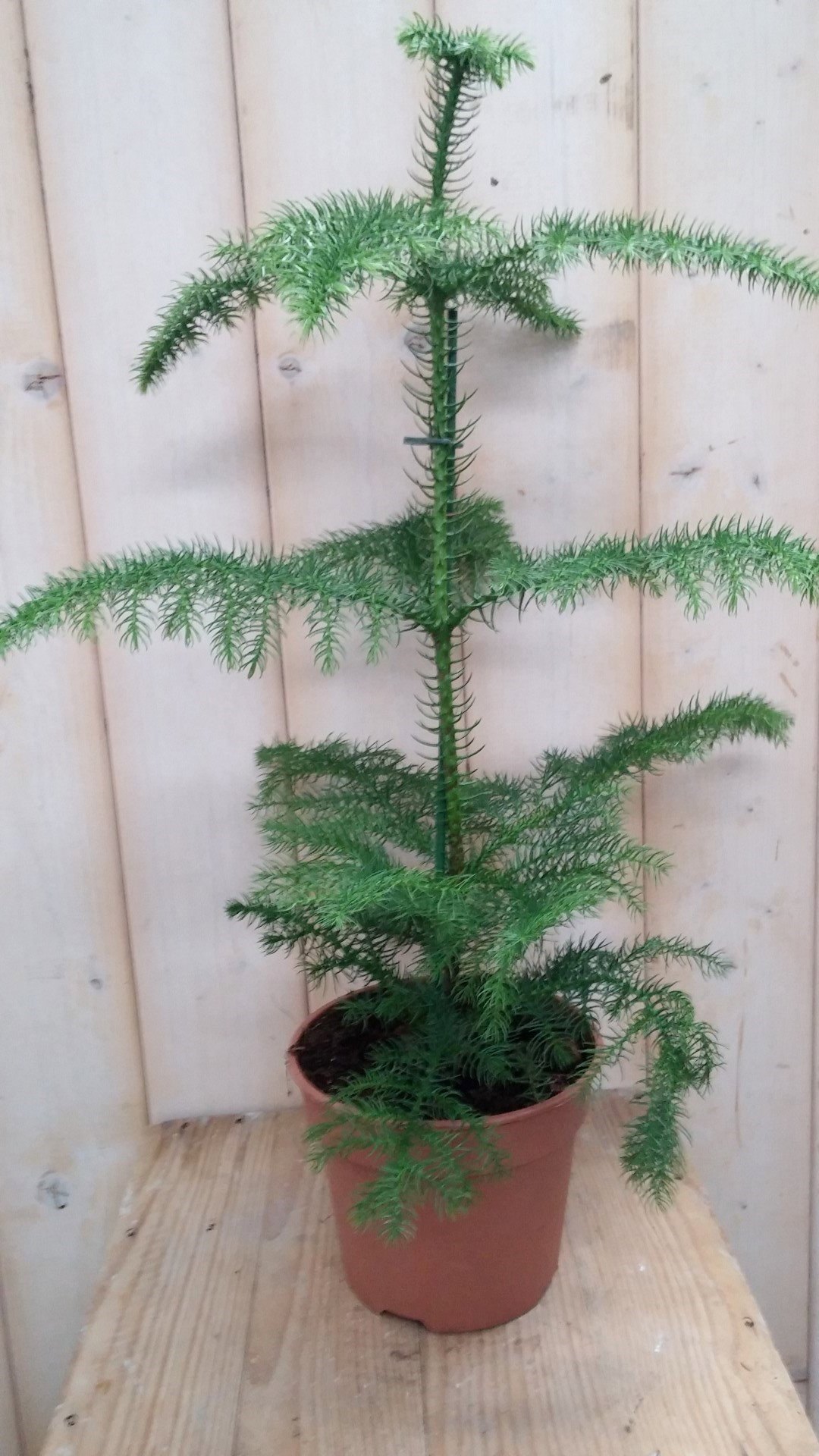 https://cdn.warentuin.nl/media/catalog/product/1/7/1728149900041806_warentuin_natuurlijk_kamerplant_aruacaria_2206.jpg