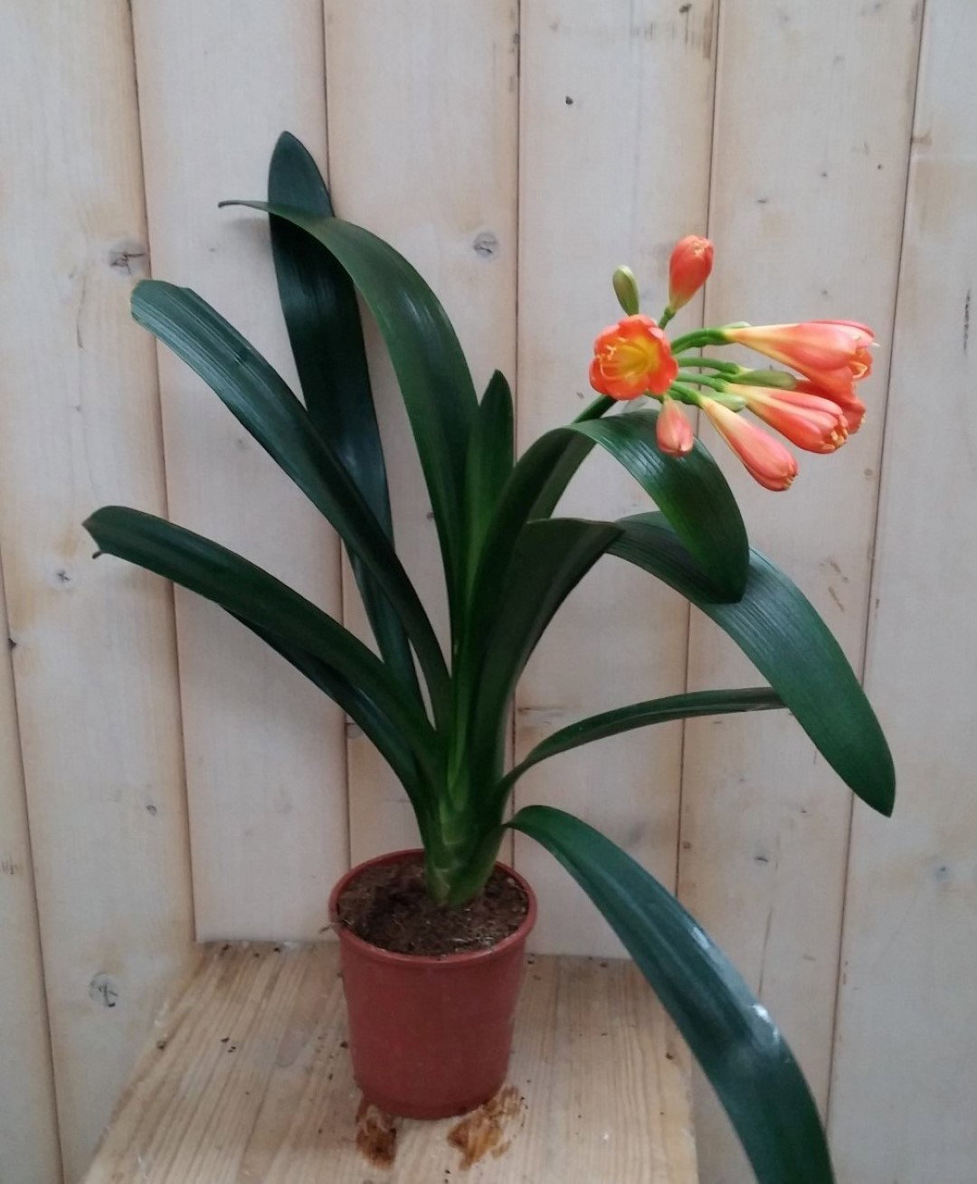Warentuin natuurlijk Sint-Jozefplant Clivia  - 