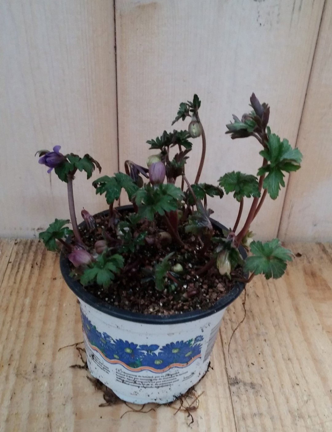Warentuin natuurlijk 3 stuks! Anemoon  - 