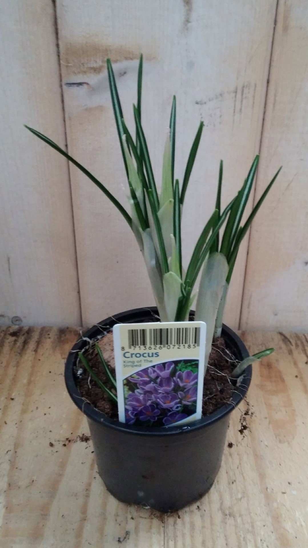 Warentuin natuurlijk 3 stuks! Bolletjes Krokus blauw  - 