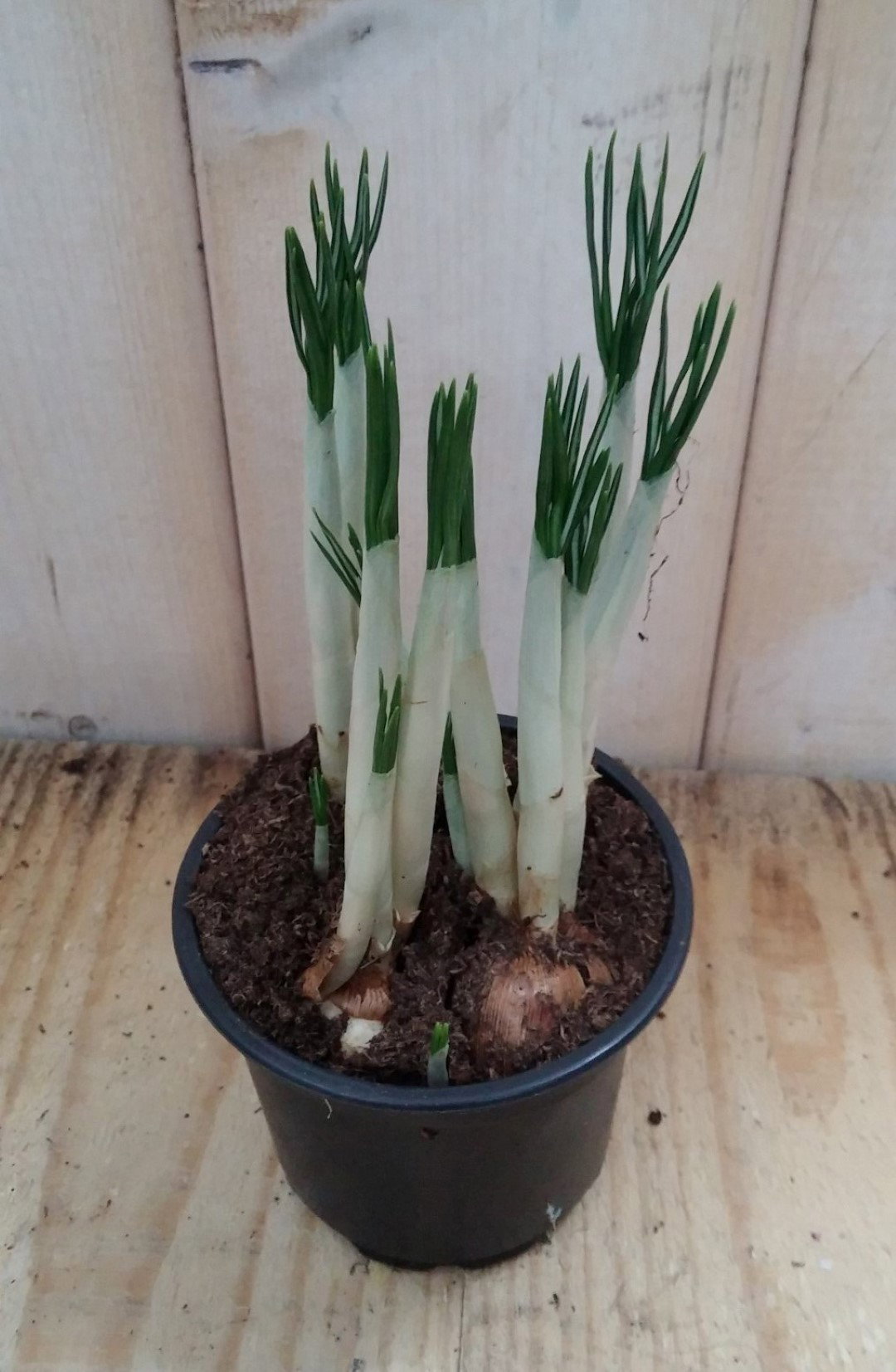 Warentuin natuurlijk 3 stuks! Bolletjes Krokus geel  - 