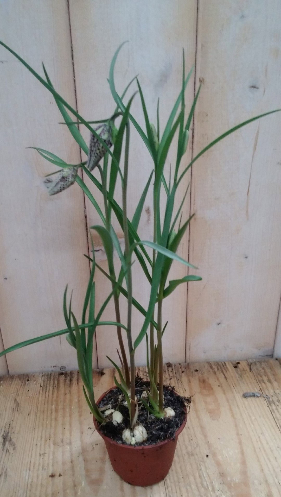 Warentuin natuurlijk 3 stuks! Bolletjes Kievitsbloem Fritillaria  - 