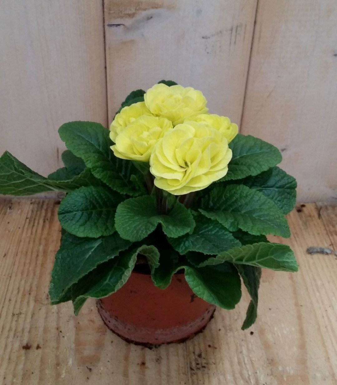 Warentuin natuurlijk 3 stuks! Primula dubbelbloemig geel Sleutelbloem  - 