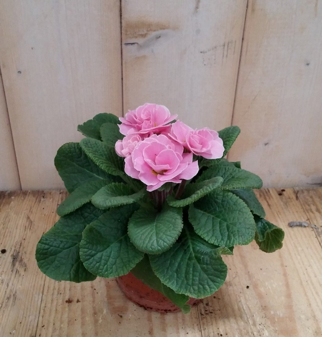Warentuin natuurlijk 3 stuks! Primula dubbelbloemig roze Sleutelbloem  - 
