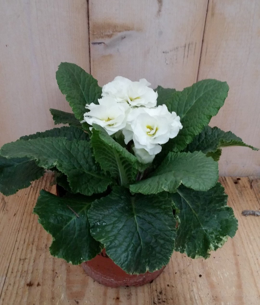 Warentuin natuurlijk 3 stuks! Primula dubbelbloemig wit Sleutelbloem  - 