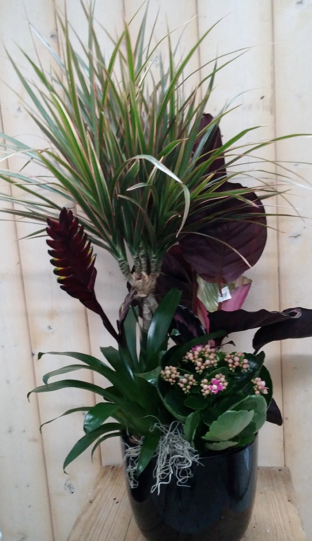 https://cdn.warentuin.nl/media/catalog/product/1/7/1728149900041823_warentuin_natuurlijk_plantenbak_binnen_calathea_plantenbakje_b_1f5f.jpg