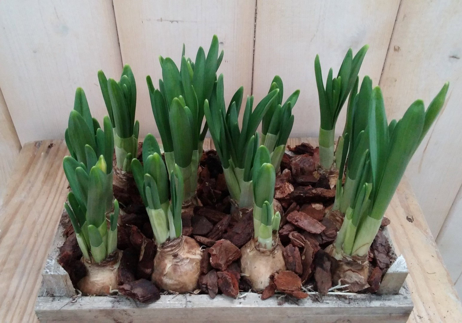 https://cdn.warentuin.nl/media/catalog/product/1/7/1728149900041829_warentuin_natuurlijk_plantenbak_buiten_narcis_plantenbakje_bui_29e3.jpg