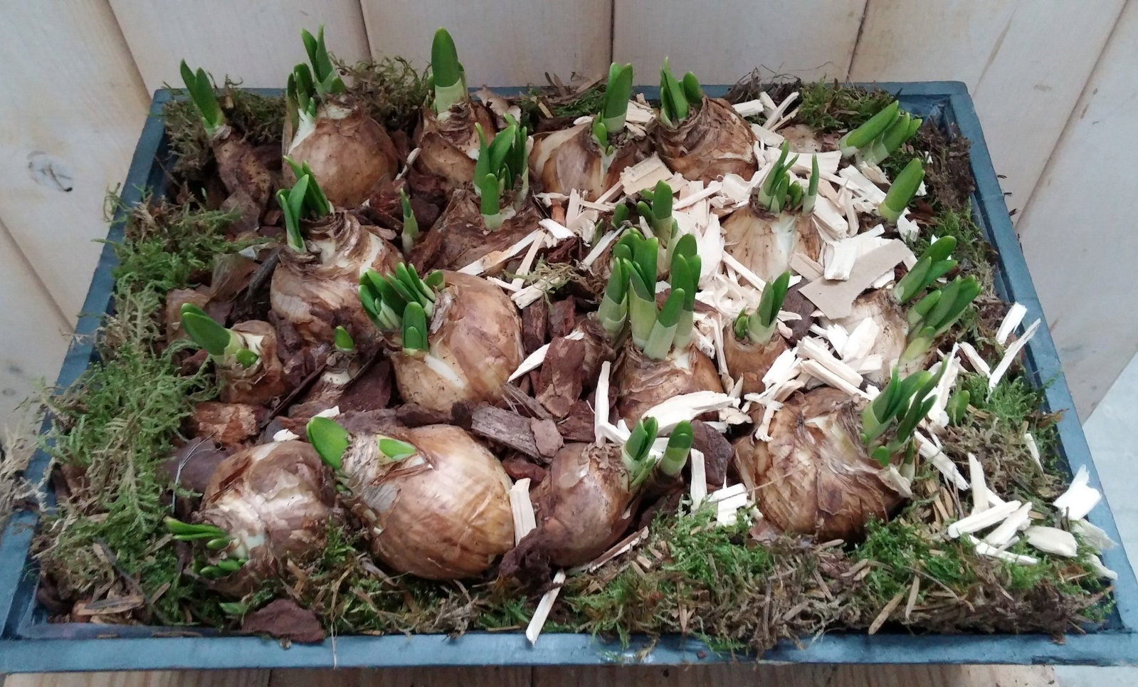 https://cdn.warentuin.nl/media/catalog/product/1/7/1728149900041830_warentuin_natuurlijk_plantenbak_buiten_narcis_groot_plantenbak_5947.jpg