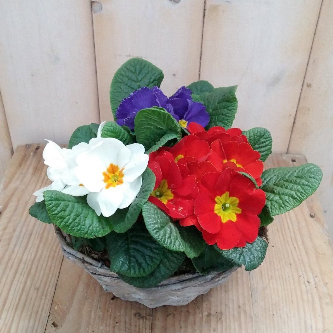 https://cdn.warentuin.nl/media/catalog/product/1/7/1728149900041832_warentuin_natuurlijk_plantenbak_buiten_primula_holland_planten_da67.jpg
