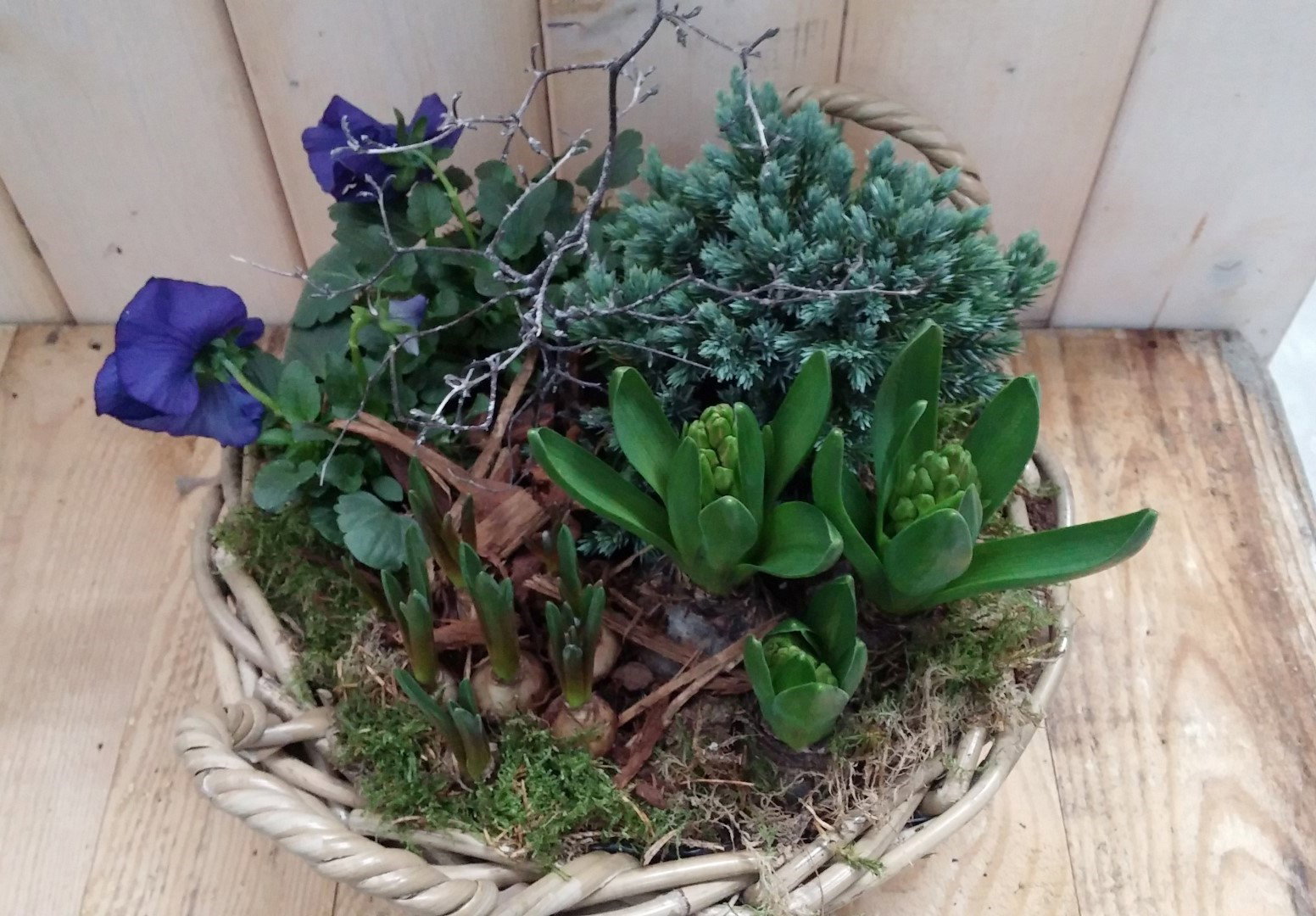 https://cdn.warentuin.nl/media/catalog/product/1/7/1728149900041833_warentuin_natuurlijk_plantenbak_buiten_hyacint_de_luxe_planten_e250.jpg