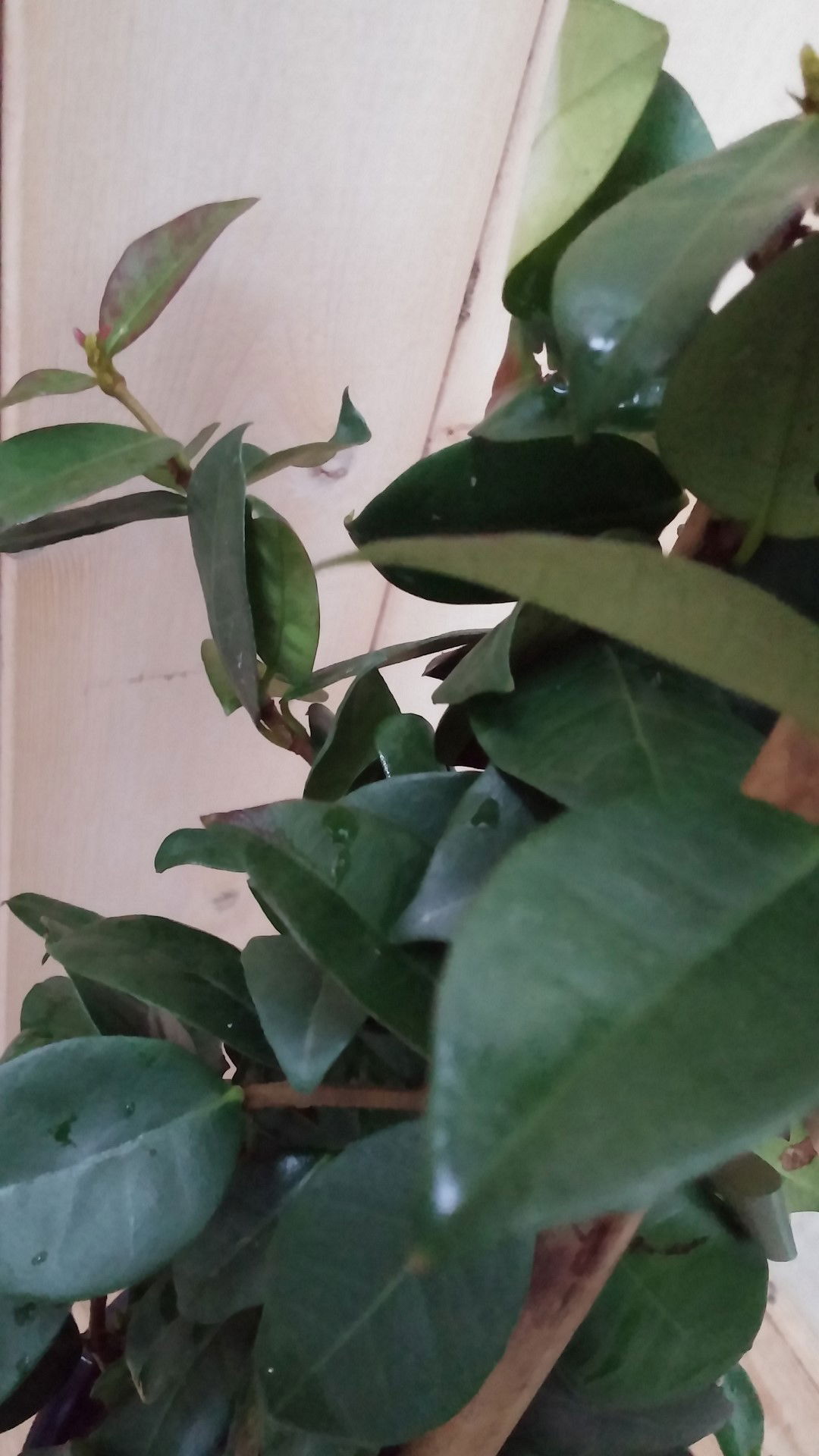 https://cdn.warentuin.nl/media/catalog/product/1/7/1728149900041877_2_warentuin_natuurlijk_planten_toscaanse_jasmijn_warentuin_nat_a867.jpg