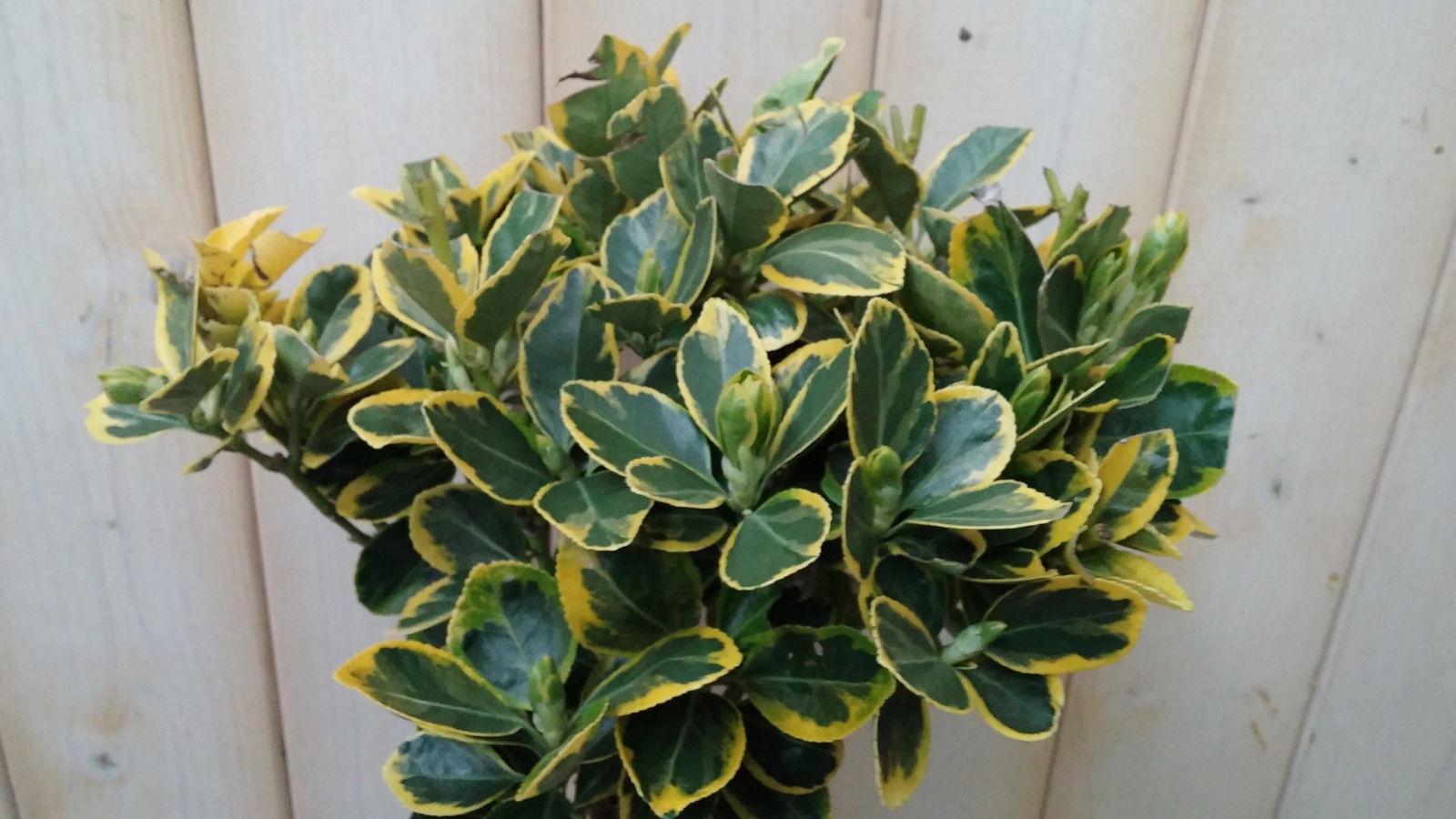 https://cdn.warentuin.nl/media/catalog/product/1/7/1728149900041882_2_warentuin_natuurlijk_planten_japanse_kardinaalsmuts_euonymus_36c2.jpg