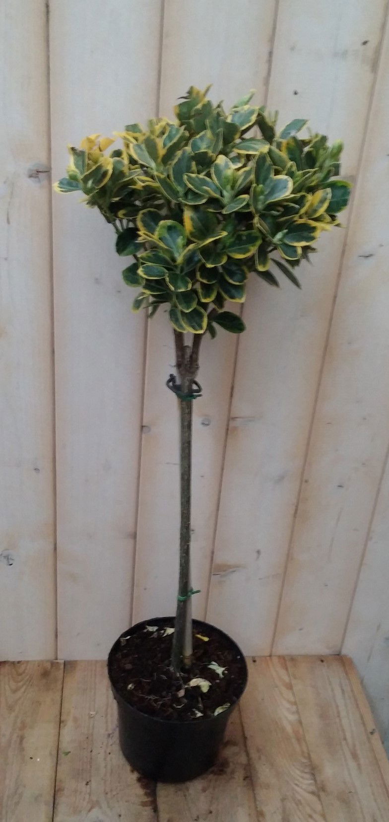 https://cdn.warentuin.nl/media/catalog/product/1/7/1728149900041882_warentuin_natuurlijk_planten_japanse_kardinaalsmuts_euonymus_m_19b3.jpg