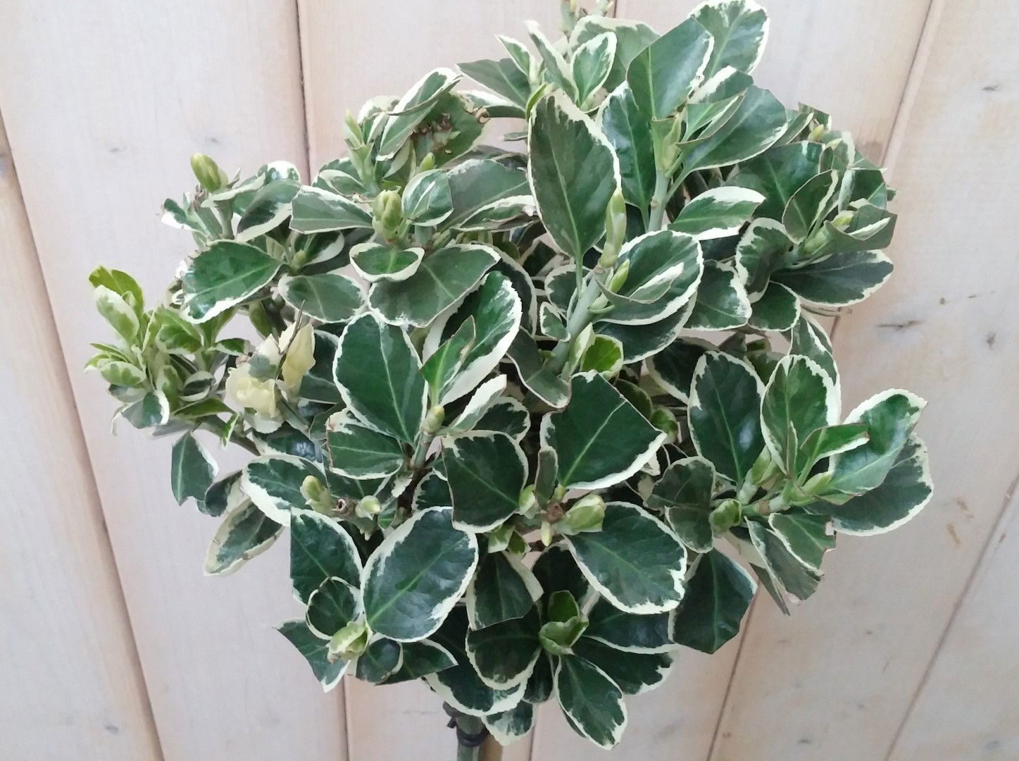 https://cdn.warentuin.nl/media/catalog/product/1/7/1728149900041883_2_warentuin_natuurlijk_planten_japanse_kardinaalsmuts_euonymus_9ddb.jpg