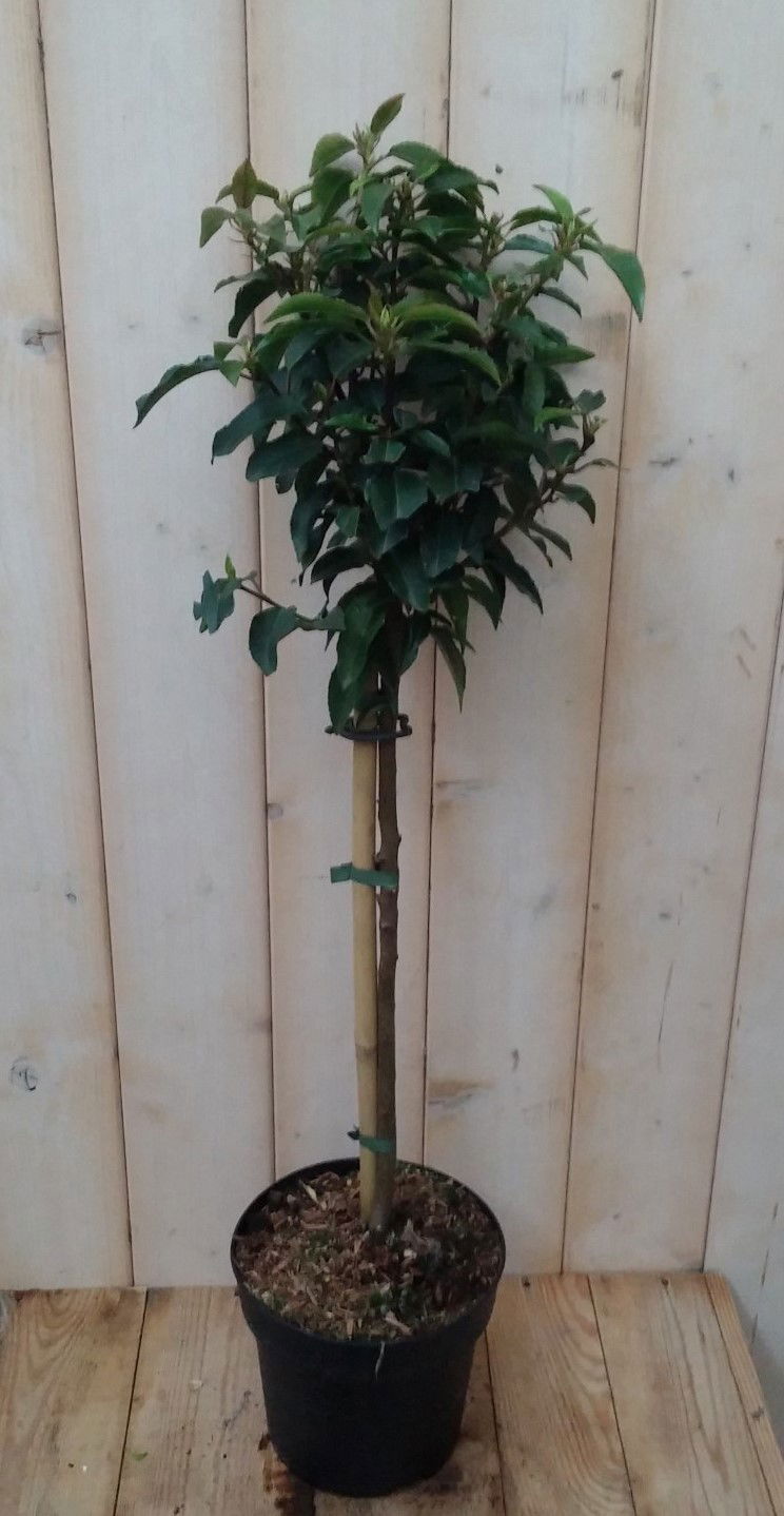 https://cdn.warentuin.nl/media/catalog/product/1/7/1728149900041884_warentuin_natuurlijk_planten_japanse_kardinaalsmuts_euonymus_m_800f.jpg