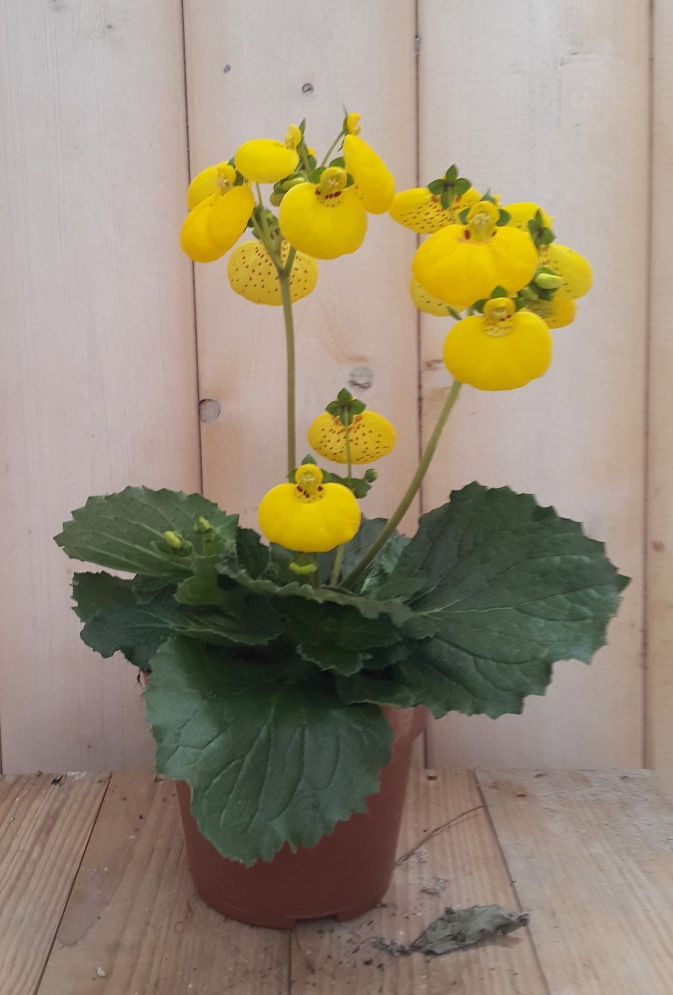 https://cdn.warentuin.nl/media/catalog/product/1/7/1728149900041895_warentuin_natuurlijk_planten_pantoffelplant_geel_warentuin_nat_4dd1.jpg