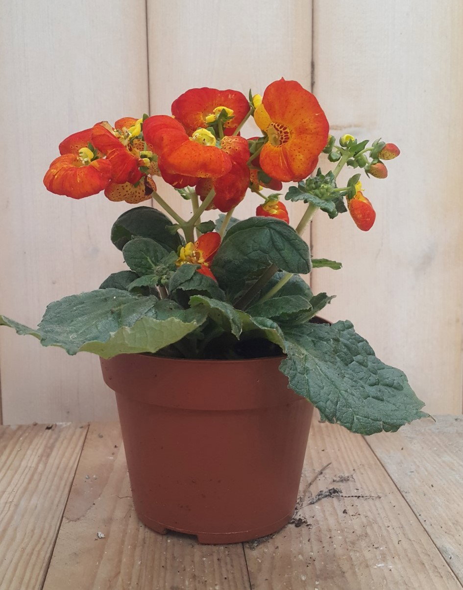 https://cdn.warentuin.nl/media/catalog/product/1/7/1728149900041896_warentuin_natuurlijk_planten_pantoffelplant_oranje_warentuin_n_2c44.jpg