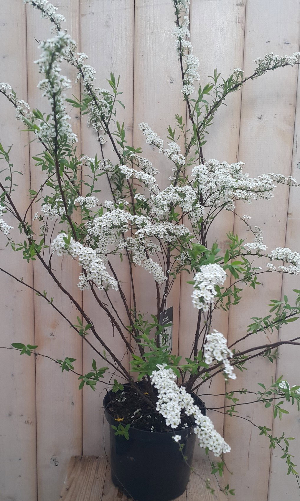 https://cdn.warentuin.nl/media/catalog/product/1/7/1728149900041900_warentuin_natuurlijk_planten_spierstruik_grefsheim_warentuin_n_9666.jpg