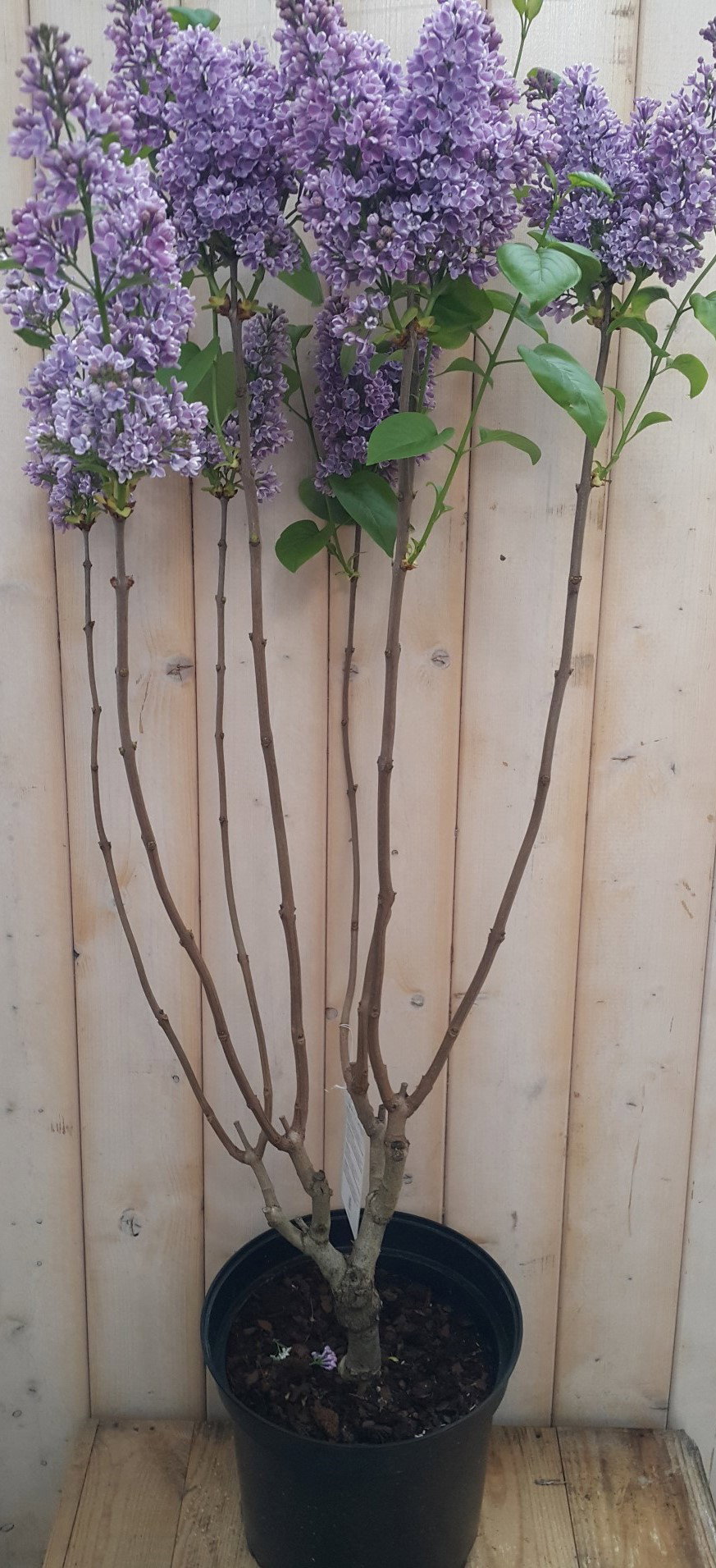 https://cdn.warentuin.nl/media/catalog/product/1/7/1728149900041902_warentuin_natuurlijk_planten_sering_paars_warentuin_natuurlijk_9627.jpg