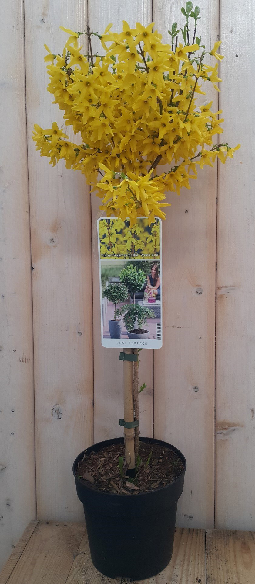 https://cdn.warentuin.nl/media/catalog/product/1/7/1728149900041903_warentuin_natuurlijk_planten_chinees_klokje_week_end_warentuin_635a.jpg