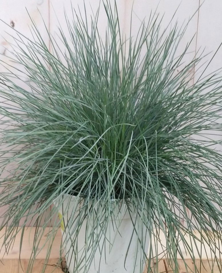 https://cdn.warentuin.nl/media/catalog/product/1/7/1728149900041906_2_warentuin_natuurlijk_planten_blauw_schapengras_intense_blue__7565.jpg