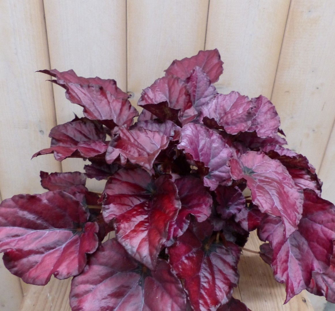 https://cdn.warentuin.nl/media/catalog/product/1/7/1728149900041960_2_warentuin_natuurlijk_kamerplant_kamerplant_bladbegonia_donke_f087.jpg