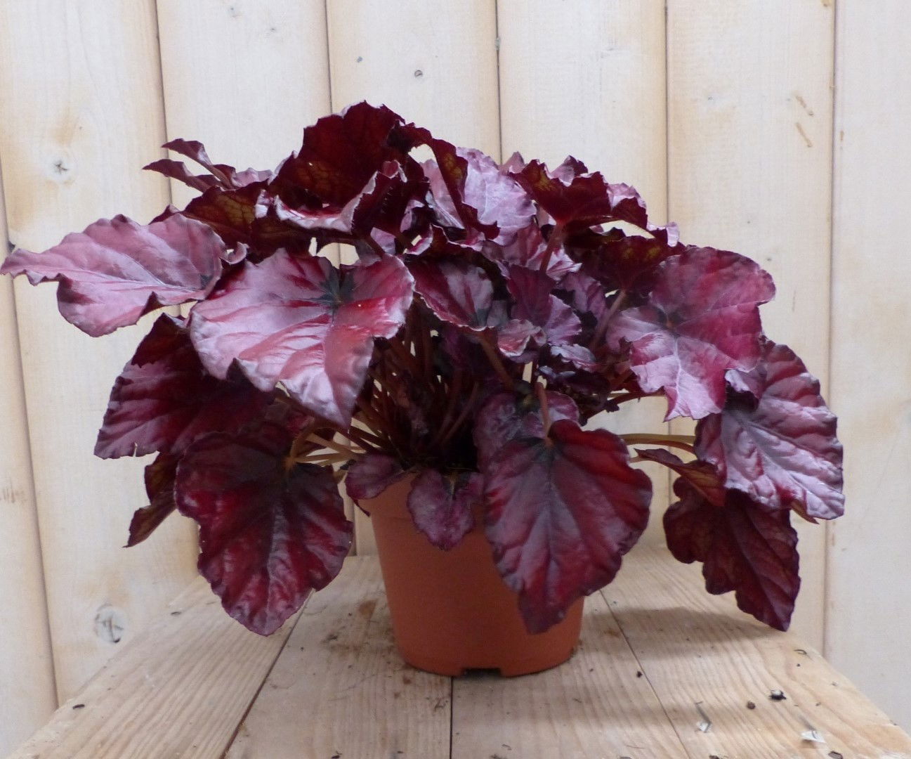 https://cdn.warentuin.nl/media/catalog/product/1/7/1728149900041960_warentuin_natuurlijk_kamerplant_kamerplant_bladbegonia_donkerr_3c9e.jpg