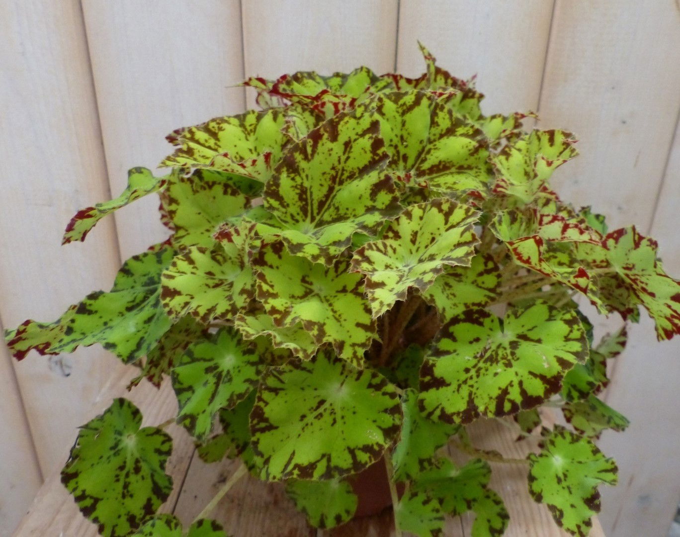 https://cdn.warentuin.nl/media/catalog/product/1/7/1728149900041962_2_warentuin_natuurlijk_kamerplant_kamerplant_bladbegonia_licht_0caa.jpg