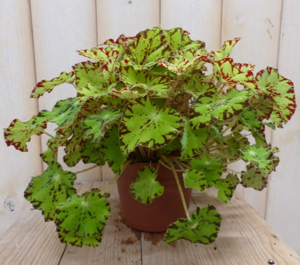 https://cdn.warentuin.nl/media/catalog/product/1/7/1728149900041962_warentuin_natuurlijk_kamerplant_kamerplant_bladbegonia_lichtgr_1e63.jpg