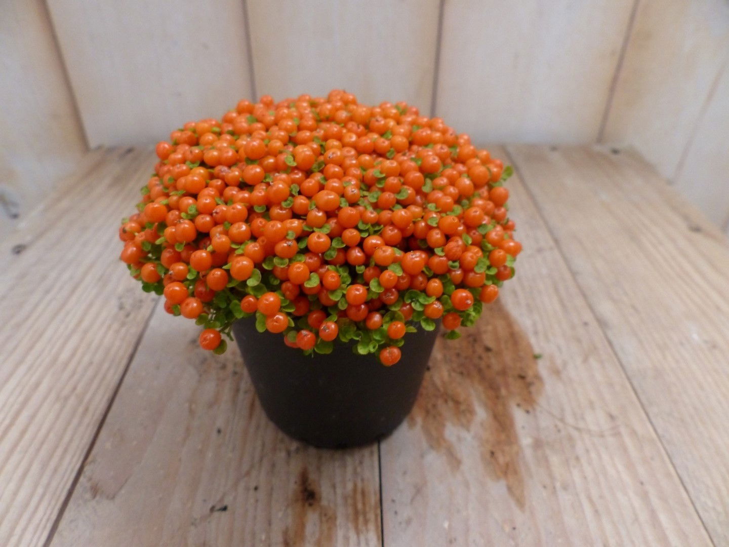 https://cdn.warentuin.nl/media/catalog/product/1/7/1728149900041967_warentuin_natuurlijk_kamerplant_kamerplant_koraalmos_warentuin_49ab.jpg