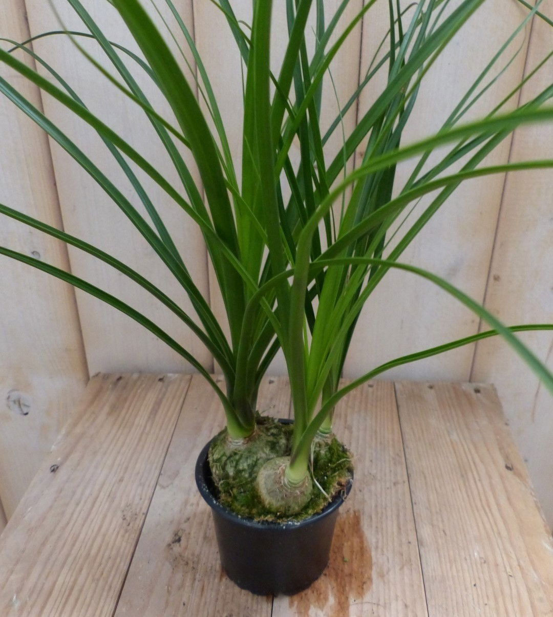 https://cdn.warentuin.nl/media/catalog/product/1/7/1728149900041968_2_warentuin_natuurlijk_kamerplant_kamerplant_mini_olifantspoot_6b8e.jpg