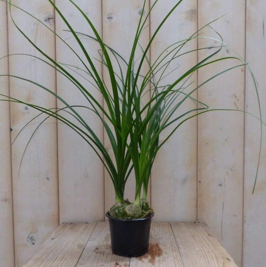 https://cdn.warentuin.nl/media/catalog/product/1/7/1728149900041968_warentuin_natuurlijk_kamerplant_kamerplant_mini_olifantspoot_w_dc78.jpg