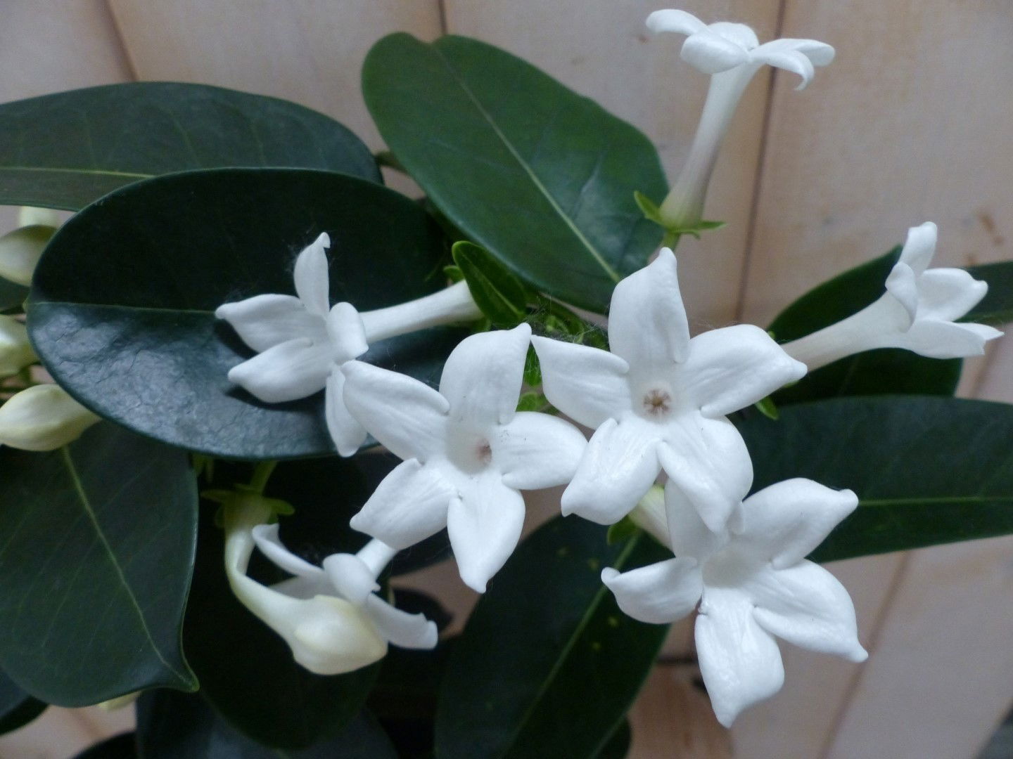 https://cdn.warentuin.nl/media/catalog/product/1/7/1728149900041969_2_warentuin_natuurlijk_kamerplant_kamerplant_stephanotis_flori_8459.jpg