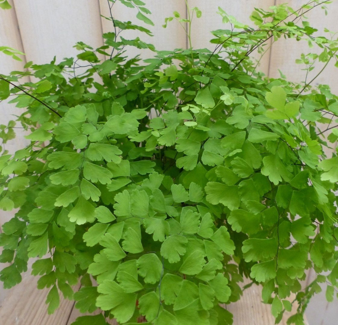 https://cdn.warentuin.nl/media/catalog/product/1/7/1728149900041970_2_warentuin_natuurlijk_kamerplant_kamerplant_varen_venushaar_w_9bc8.jpg