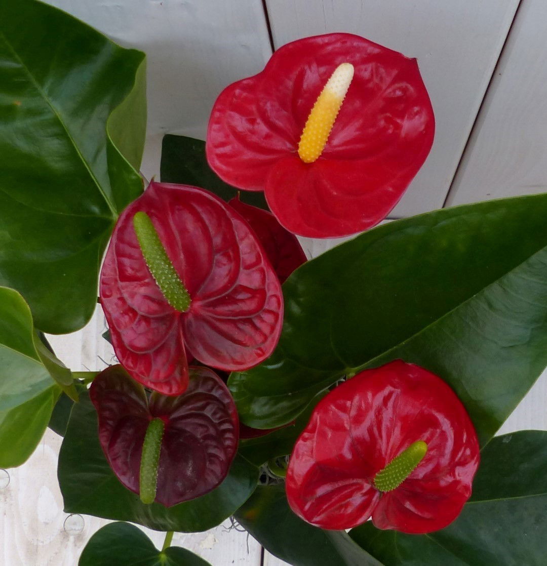 https://cdn.warentuin.nl/media/catalog/product/1/7/1728149900042027_2_warentuin_natuurlijk_kamerplant_flamingoplant_anthurium_rood_ed97.jpg