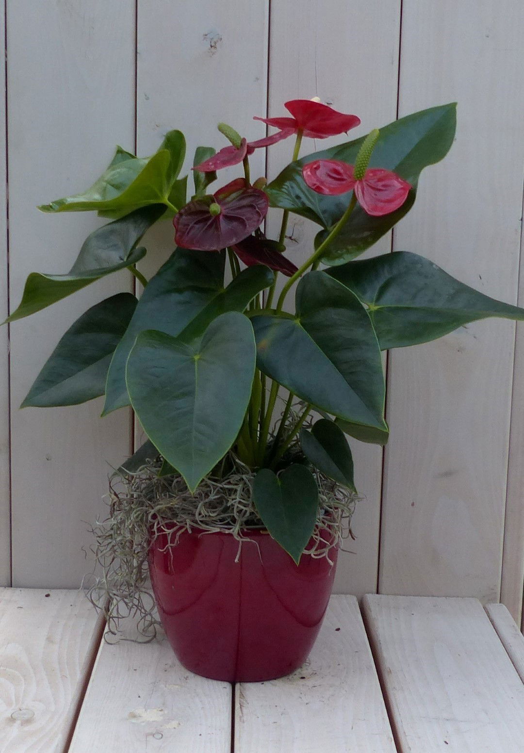 Flamingoplant Anthurium rood in rode pot 40 cm Warentuin Natuurlijk