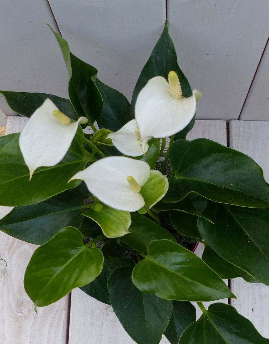 https://cdn.warentuin.nl/media/catalog/product/1/7/1728149900042028_2_warentuin_natuurlijk_kamerplant_flamingoplant_anthurium_wit__5287.jpg