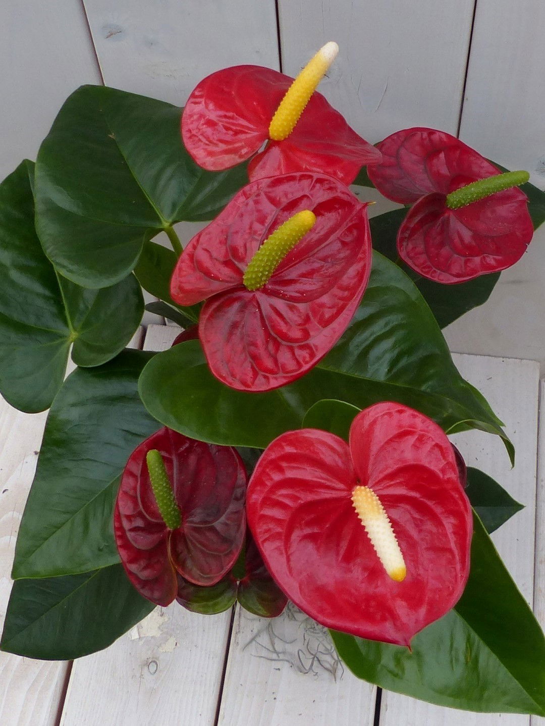 https://cdn.warentuin.nl/media/catalog/product/1/7/1728149900042029_2_warentuin_natuurlijk_kamerplant_flamingoplant_anthurium_rood_3e8e.jpg